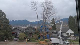 Trinity St. Vancouver Tree Cutting (Part 2 of 4)
