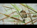 Birds of Wilderness (Part 1) | Malachite Bird Hide | South Africa | January 2026 | Nature Sounds