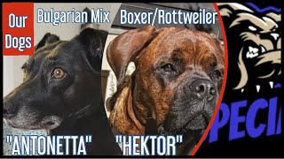 Bulgarischer Mix 'ANTONETTA' - Boxer Rottweiler Mix 'HEKTOR' - Unsere Hunde by DOG SPECIAL 741 views 1 month ago 15 minutes