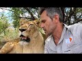 A Typical Lions Sleeping Pattern, Speed and Age with #AskMeg | The Lion Whisperer