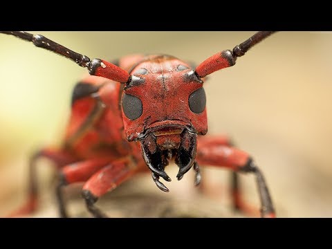 Video: Hangi böcek aynı zamanda beyaz karıncadır?