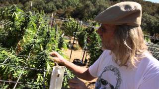 Jorge Cervantes: VARIETIES - Green Crack, Purple Kush from Lake County Outdoor Garden 2011 (Part 3)