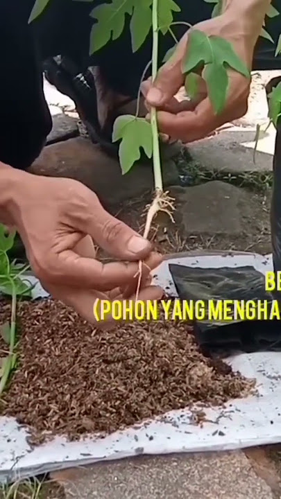 CUMA DARI AKAR BISA TAU PEPAYA JANTAN DAN BETINA #short #pepayacalifornia