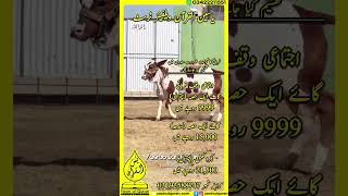 WhatsApp Video 2026 04 03 at 12 40 33 PM