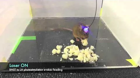 Neurons Responsible for Over-eating Revealed