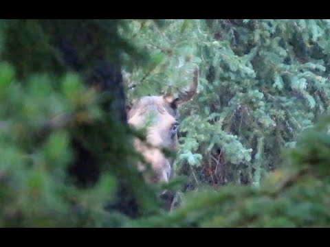 Being bear aware in the remote parts of Yellowstone National Park