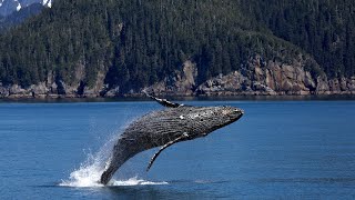 Kambur balina Türkçe Altyazılı |Kambur balina büyüklüğü belgesel |Kambur balinaları tanıyalım |