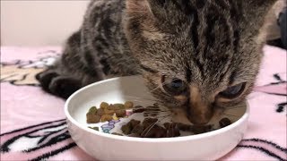 ゴロゴロ鳴きながらカリカリを食べる子猫(音フェチ)