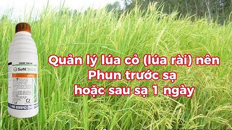 CÁCH DIỆT CỎ DẠI VÀ LÚA CỎ (LÚA RÀI) VỤ ĐÔNG XUÂN 2024| XU HƯỚNG GIÁ LÚA CAO GIÚP NHÀ NÔNG THẮNG LỚN