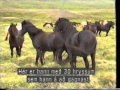 Hestur Guðanna (Gudarnas Häst Islandshästen)