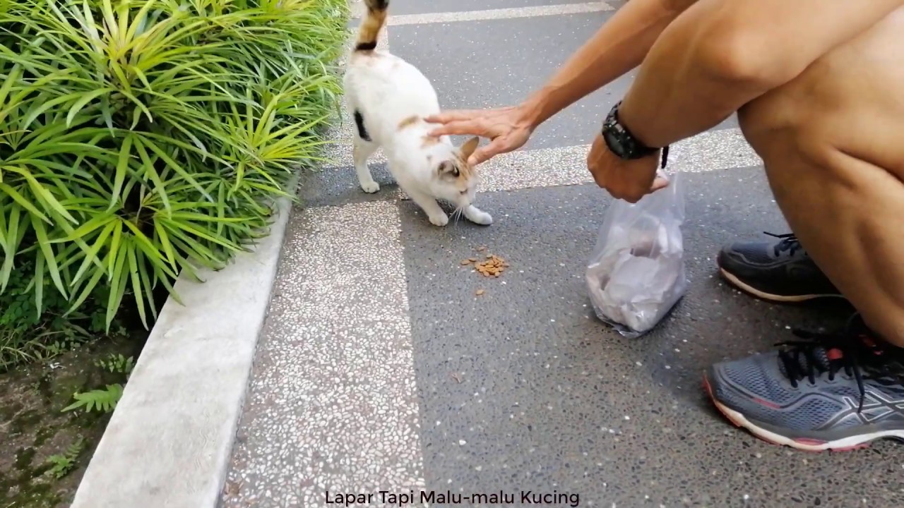 hungry cat asking for food - kucing Kelaparan di kampus Universitas