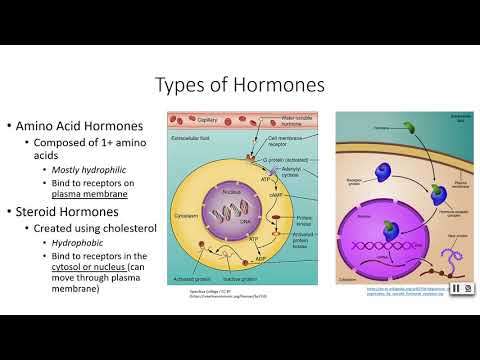 Intro to the Endocrine System & Hormone Regulation - YouTube