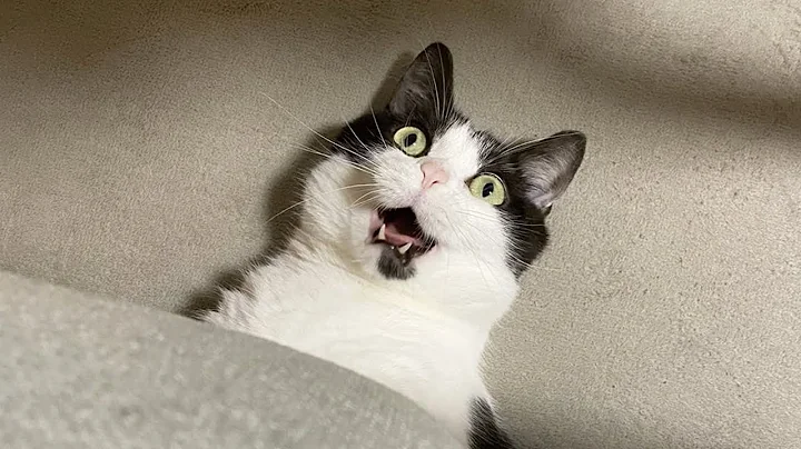 Video 11881791: funnycatvideos cat, laugh funniest cats, laugh funny cat