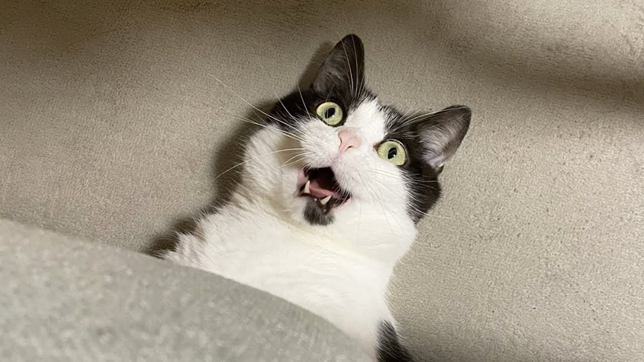 Try Not To Laugh | Funniest Cat Videos In The World 😸 #4