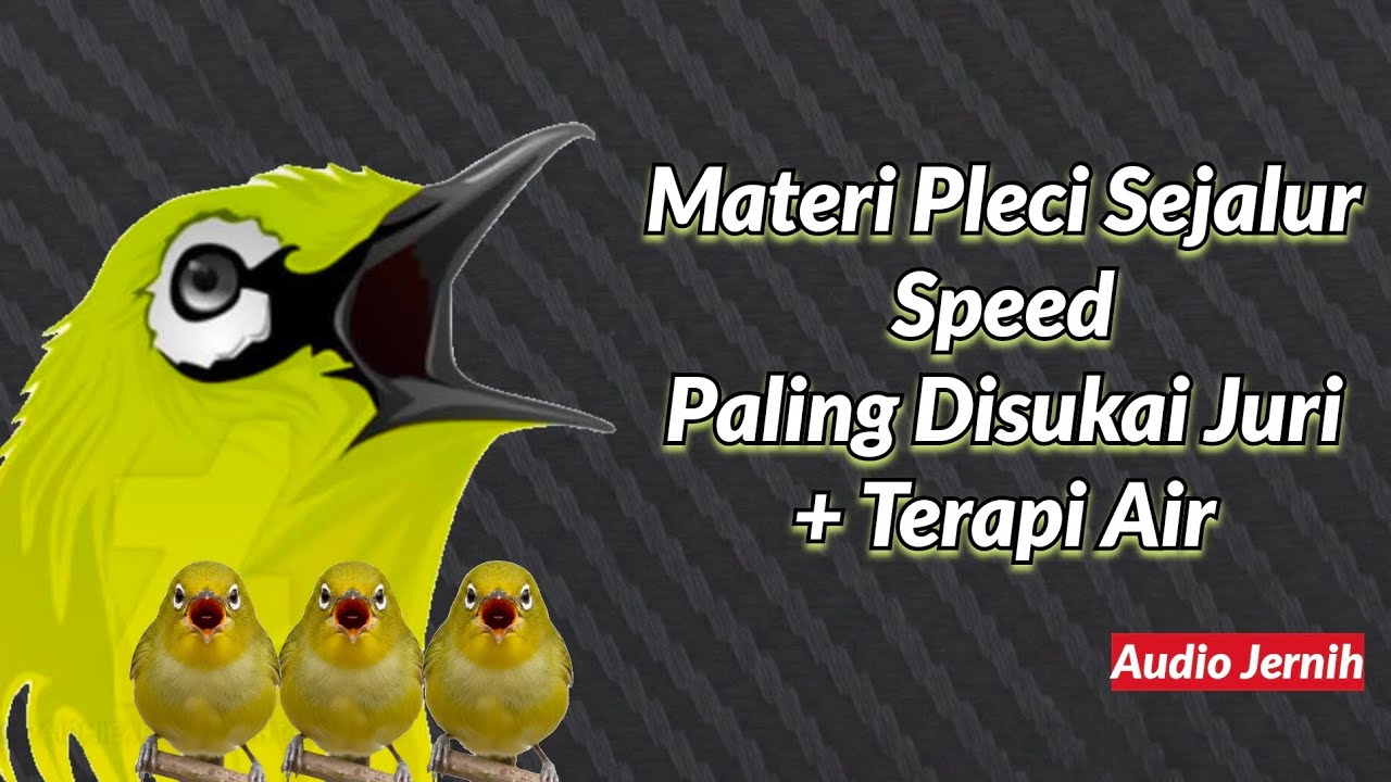 Ini yang Kalian Cari : Masteran Pleci Sejalur Speed Rapat Paling Disukai Juri + Terapi Air