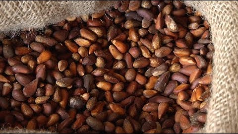 Pine Nut Harvest