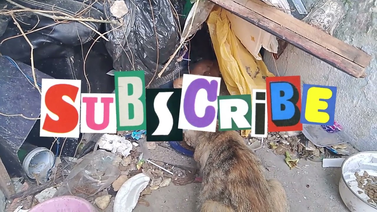 MEUS GATINHOS LINDOS DA VILA DO GIL  vamos ver como estão os gatinhos com algumas semanas no terreno