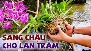 sang chậu lan trầm tím đơn giản nhất