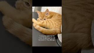 #cat #allergyfree #catallergies #catowners #catmom #allergies