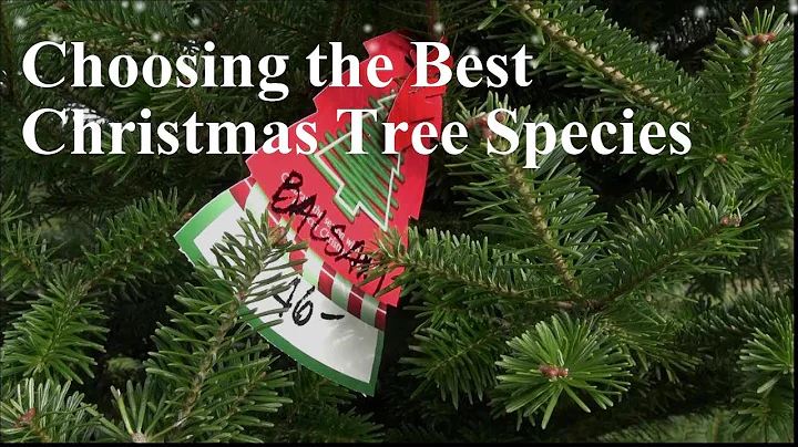 Expert tips on how to choose the Best Christmas Tree Species