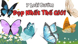 7 Loài Bướm Đẹp Nhất Thế Giới. Nhật Ký Côn Trùng.