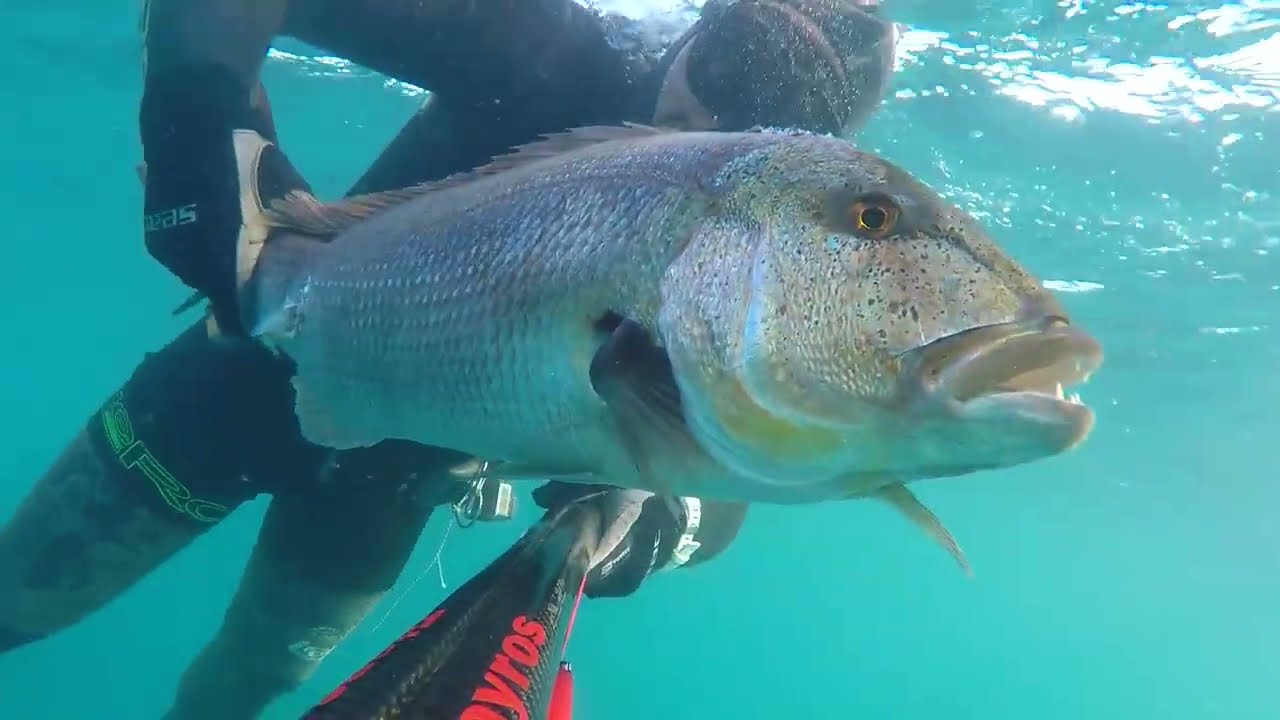 GROSSO DENTICE ALL' ASPETTO!!! pesca sub Sicilia... spearfishing big red snapper