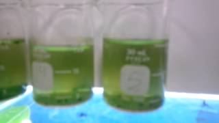 Algae testing with our Tag-Team Champions....Daphnia and Amphipods!