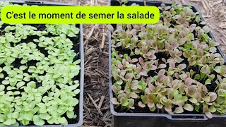 Comment semer la salade de A à Z en 4 étapes ? 2023