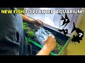 Buying new fish for planted aquarium