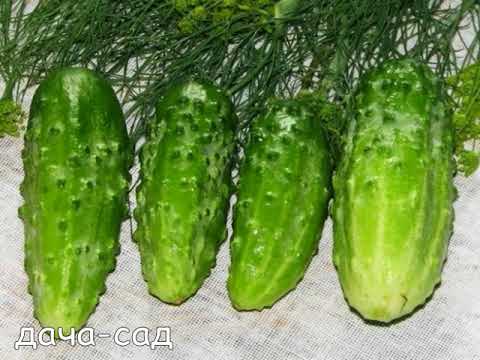 Сорт Огурцов Муромский (САМООПЫЛЯЕМЫЙ,ТЕПЛИЧНЫЙ)