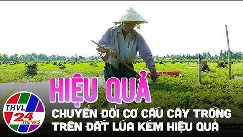 Hiệu quả chuyển đổi cơ cấu cây trồng trên đất lúa kém hiệu quả