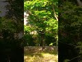 لا انت حبيبي فيروز لا انت حبيبي فيروز