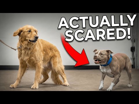 She Lost Her Brother Now She’s An AGGRESSIVE Risk.. Can I Help Her? 