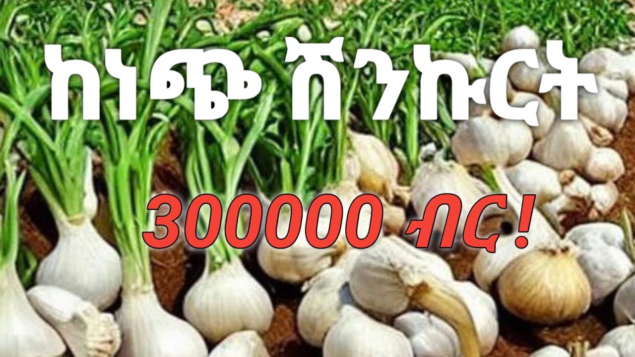 በትንሽ መሬት ከነጭ ሽንኩርት 300,000 ብር ገቢ እንዴት ማግኘት ይቻላል (How to be SUCCESSFUL
