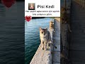 Her Şeyini Veren Ayrılığı Hissetmez 🐱🌉 #kedivideosu #cat #cute #cutshort...