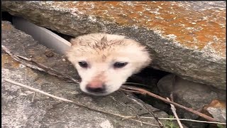 Please don't hit me Twomonthold puppy trapped in a rock crack and struggling desperately