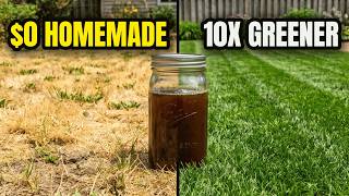 The Forbidden Homemade Fertilizer That Makes Grass EXPLODE With Growth