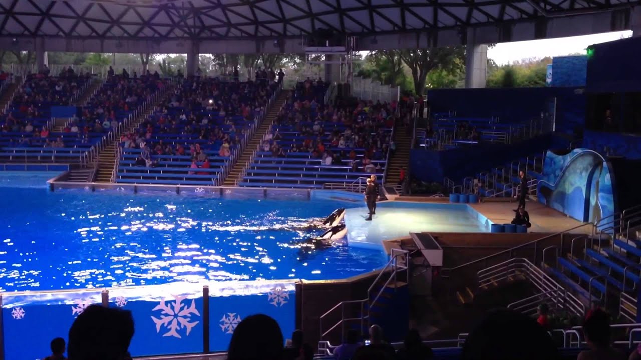 SeaWorld San Antonio Orcas Up Close show - YouTube