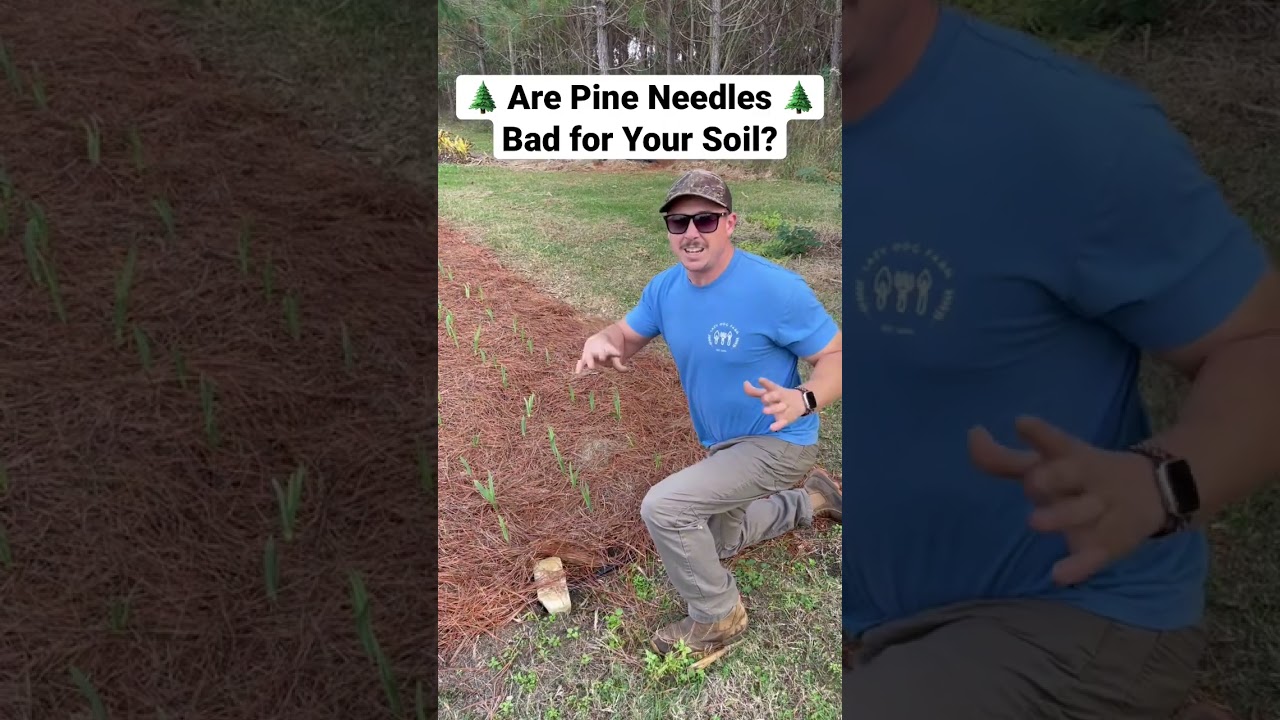 Do pine trees and pine needles make soil more acidic?