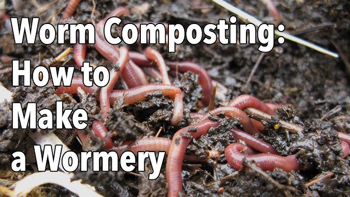 Worm Composting How To Make A Wormery You Worm Composting How To Make A Wormery, How To Make A Worm Farm For Fishing