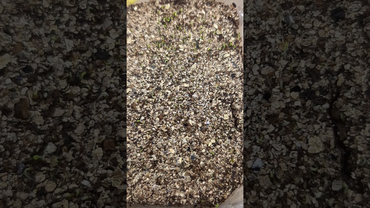 мимулюс , невероятно взошёл на 3 - и сутки 🙏🙏🙏🎥🌱🌱🌱🌱🤩👍