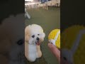 시원한 저녁바람 맞으며 신나는 공놀이🎶해지고 저녁이되면 뛰어놀기 좋게 선선해져요조명도 예쁘구 강아지도 신나고🤭
