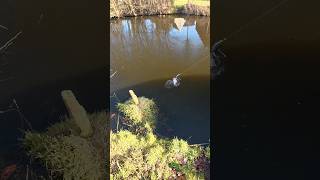 50cm PERCH takes glide bait in front of me! #fishing #snoekvissen #snoek #fish #pike #pikefishing