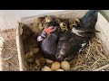 Duck new born  black duck mum hatching 40duck eggs to 20cute cute duckling