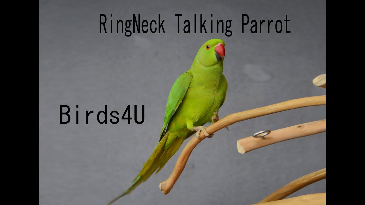 Alexandrine Parakeet (Complete Specie Profile)