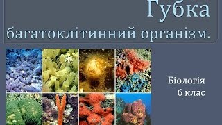 Губки - багатоклітинні організми. Губки - багатоклітинні організми.