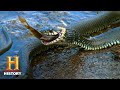 Swamp People: Troy and Willie Hunt Monster Pythons (Season 10) | History