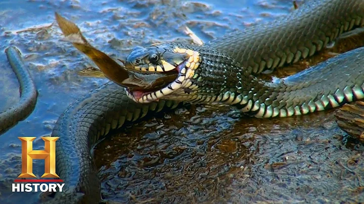 Swamp People: Troy and Willie Hunt Monster Pythons...
