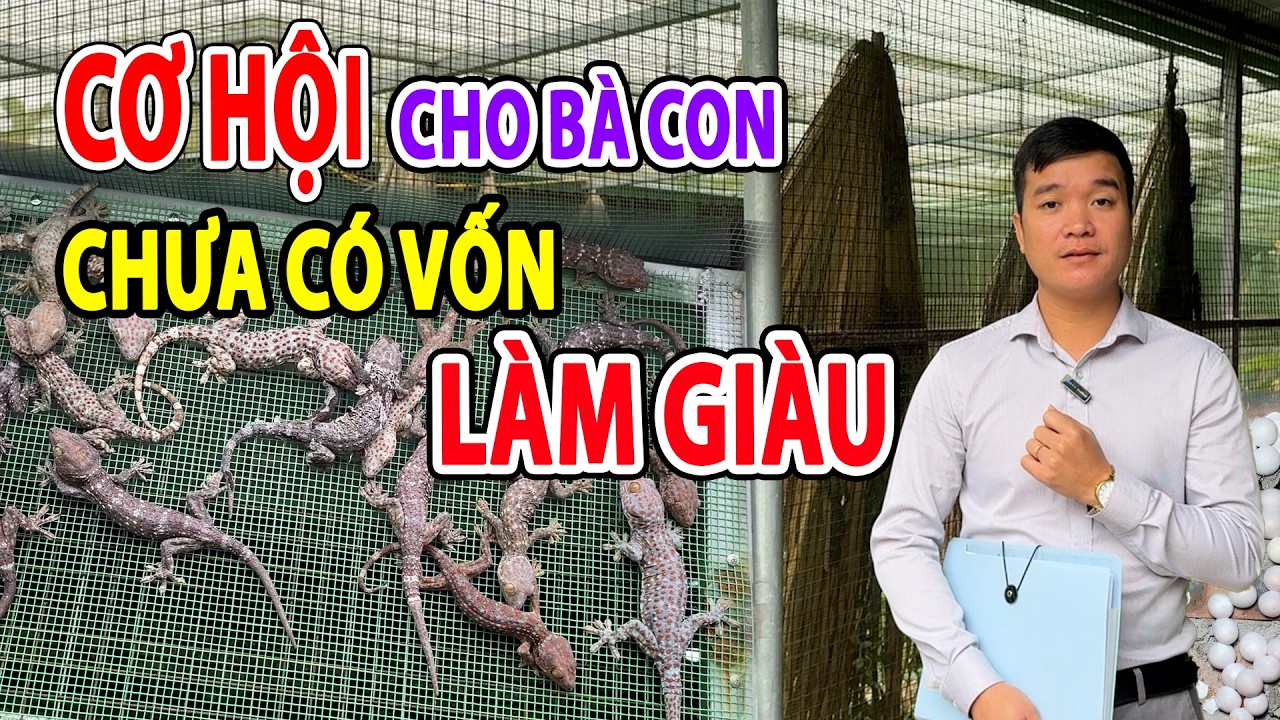 CƠ HỘI CHO BÀ CON CHƯA CÓ VỐN LÀM GIÀU TỪ CHĂN NUÔI TẮC KÈ NĂM 2026