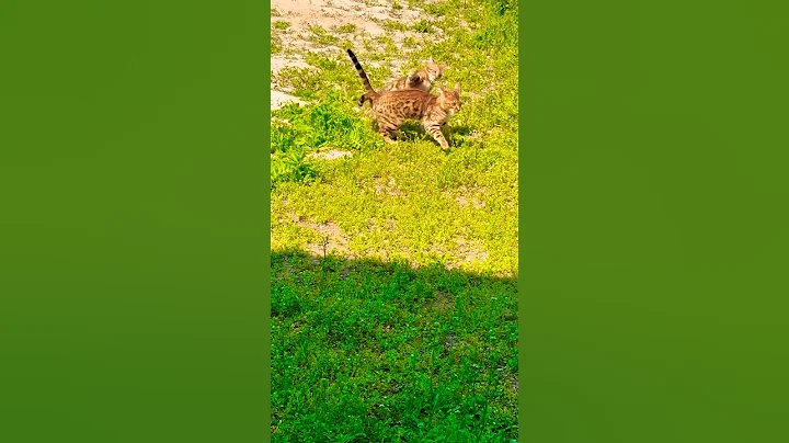 Watch the video about My bengal cat Leo🤯😱🤯 #edit #ekmotahathighumechala #nothingimposibleinthisworld #funny #gameskhelk